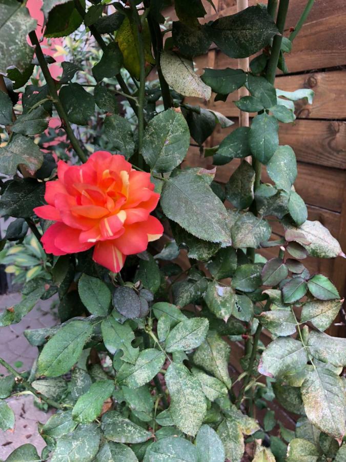 La Porta Nel Giardino Apartman Asti Kültér fotó